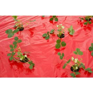 👉 Folie rood kunststof Kweekfolie Voor Aardbeien 5 Meter - Aardbeientuin Moestuin Artikelen 8720147850338