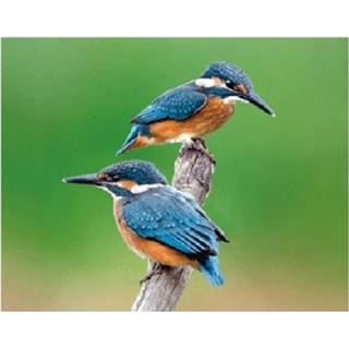 👉 Metaal multikleur Dieren Magneet 3d Ijsvogeltjes 8719538348349