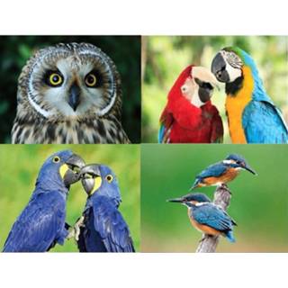 👉 Metaal multikleur 4x Dieren Magneten Vogels 8719538440777