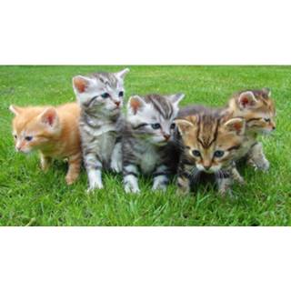 👉 Diamond Painting Pakket Kittens In Het Gras - Volledig Full 50x30 Cm Seos Shop ® 7426870706126