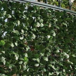 👉 Balkonscherm kunststof groen Intergard Kunsthaag tuinscherm hedera klimop 100x300cm 8718481764138