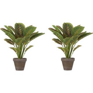 👉 Kunstplant groene bruine plastic kunststof groen 2x Calathea 38 Cm In Pot - Kunstplanten/nepplanten 2 Stuks 8720147723373