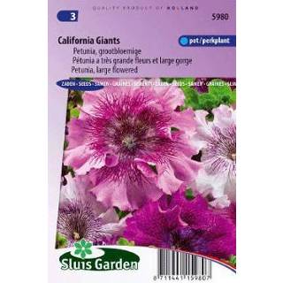 👉 Petunia grandiflora superbissima California Giants mix