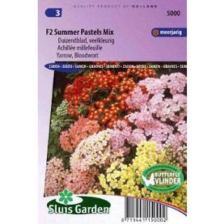 Duizendblad Achillea of