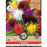 👉 Dahlia Florex Cactus hoog - Bloembollen Gemengd 5 stuks 8713339978910