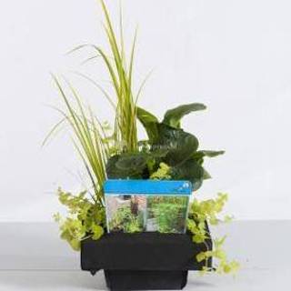 👉 Waterplant Mix waterplanten op drijvend planteneiland - 2 stuks 8718226850492