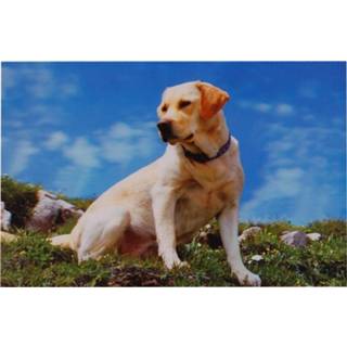 👉 Poster meisjes zwart 3d Labrador-