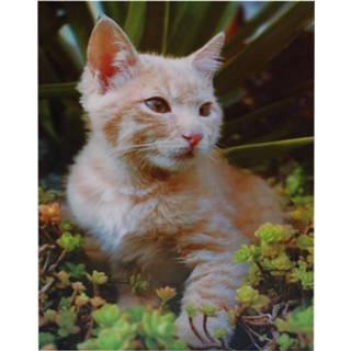 👉 Poster meisjes zwart 3d Poesje-