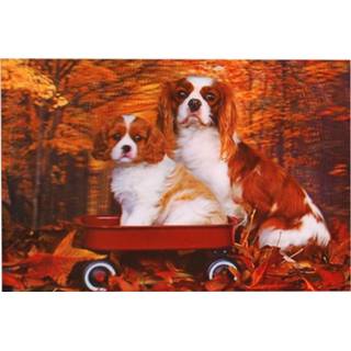 👉 Poster meisjes zwart 3d Cavelier King Charles Spaniels-