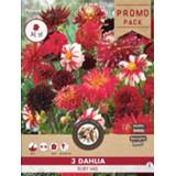 👉 Florex Dahlia Ruby Dekoratief - Bloembollen - Rood wit gemengd - 3 stuks