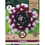 👉 Florex Dahlia Dekoratief Mystery Day - Bloembollen - Paars wit - 3 stuks