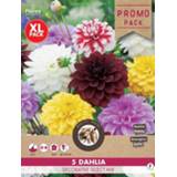 👉 Florex Dahlia Grootbloemig Dekoratief - Bloembollen - Gemengd - 5 stuks