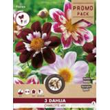 👉 Florex Dahlia Halskraag Charlotte - Bloembollen - Gemengd - 3 stuks
