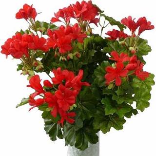 👉 Geranium rood active Kunst nep plant 40 cm