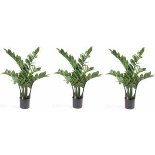 👉 3x Zamioculcas nepplant in pot 70 cm