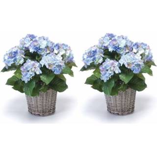 👉 2x Blauwe Hortensia nepplant in mand 45 cm