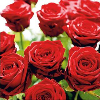 👉 Servetten met rode rozen 33 cm