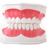 👉 Borstel active kinderen peuters Mondverzorging Tandheelkundig Model Vroege opvoeding Borstelen Demonstratie Kleuterschool Leermiddelen