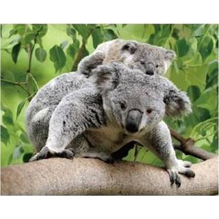 Koelkast kinderen 3D magneetje koalaberen