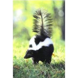👉 Animal Essences Skunk (stinkdier) 30 ml 8717624994753