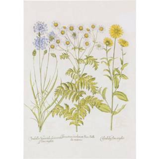 👉 Active Kaart, margriet
