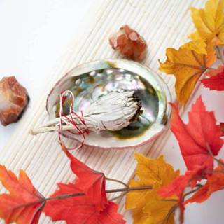 👉 Abalone schelp groot - 90 tot 100 mm 7141262564800