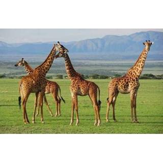 👉 Placemat active Dieren placemats giraf 28 x 44 cm
