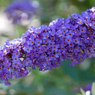 👉 Vlinderstruik blauw Buddleja davidii Nanho Blue