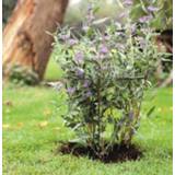 Plantensteun Nature - Plantensteunen 80 cm 1 stuk 8711338403198