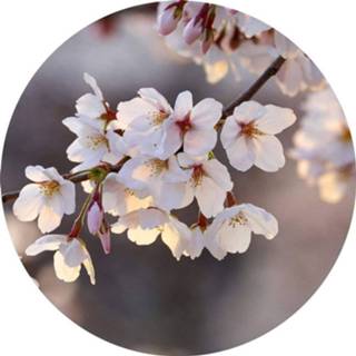 Fotobehang Wizard+genius Cherry Blossoms Vlies 140x140cm Rond 4063129077038