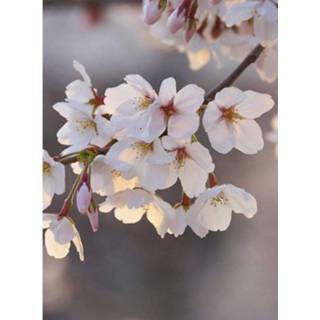 👉 Wizard+genius Cherry Blossoms Vlies Fotobehang 192x260cm 4-banen
