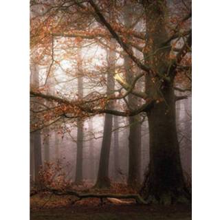 👉 Fotobehang Wizard+genius Foggy Autumn Forest Vlies 192x260cm 4-banen 4063129076680