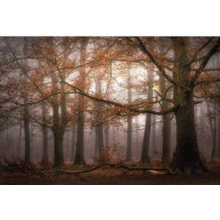 👉 Fotobehang Wizard+genius Foggy Autumn Forest Vlies 384x260cm 8-banen 4063129075645