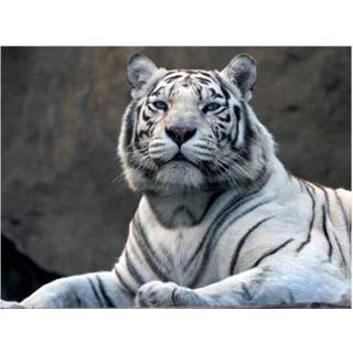 👉 Fotobehang Artgeist Bengaalse Tijger In Dierentuin Vlies 7448148350350