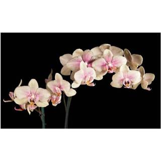 👉 Orchidee Artgeist Blooming Vlies Fotobehang 7448156115156