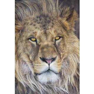 👉 Fotobehang Komar Lion 127x184cm 4036834016197