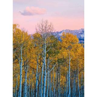 👉 Fotobehang Wizard+genius Birches And Mountains Vlies 192x260cm 4-banen 4063129076024
