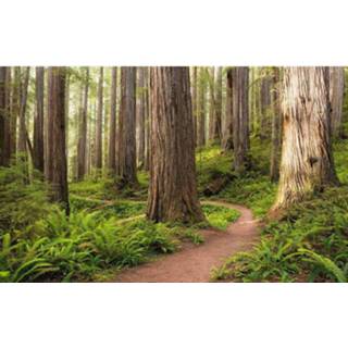 👉 Fotobehang Komar Redwood Trail Vlies 450x280cm 9-banen 4055065111730