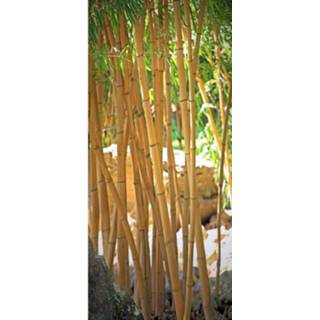 Fotobehang Papermoon Bamboo Vlies 90x200cm 4043566195120