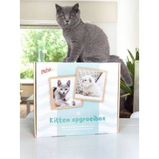 👉 Kattenvoer Prins Opgroeibox VitalCare Protection Kitten - 1,5 kg 8713595590888