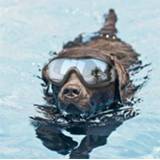 👉 Zonnebrandcreme active Bril voor huisdieren Grote hondenbril Waterdicht Winddicht Zonnebrandcrème UV-bescherming