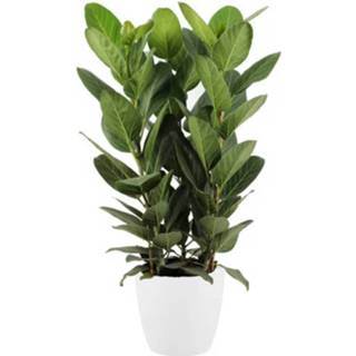 👉 Sierpot wit Floraathome Kamerplant Ficus Audrey In Elho 7439640363306