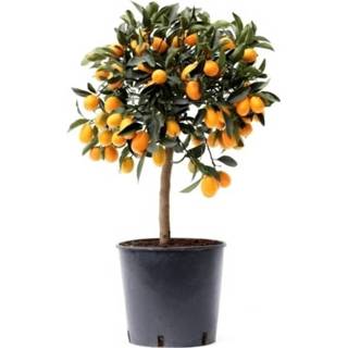 👉 Floraathome Kamerplant Citrus Kumquat 7439640420412