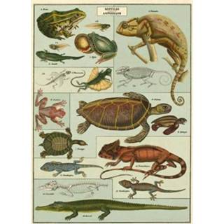 👉 Poster active Cavallini&co - reptiles&amphibians