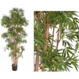 👉 Bamboe active Tropische boom 130 cm