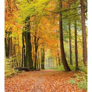 👉 Fotobehang vlies multikleur Dimex Autumn Forest 225x250cm 3-banen 8592900120992