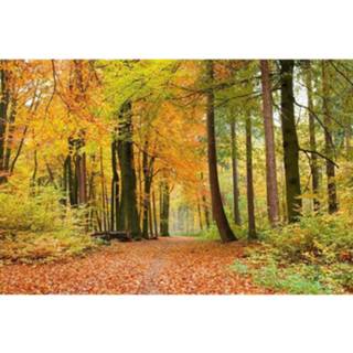 👉 Fotobehang vlies multikleur Dimex Autumn Forest 375x250cm 5-banen 8592900110993