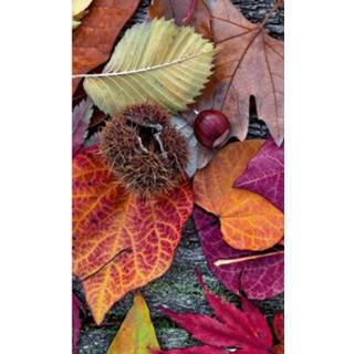 👉 Fotobehang vlies multikleur Dimex Autumn Leaves 150x250cm 2-banen 8592900130809