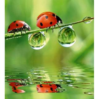 👉 Fotobehang vlies multikleur vrouwen Dimex Ladybird 225x250cm 3-banen 8592900122262