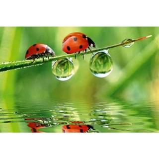 👉 Fotobehang vlies multikleur vrouwen Dimex Ladybird 375x250cm 5-banen 8592900112263